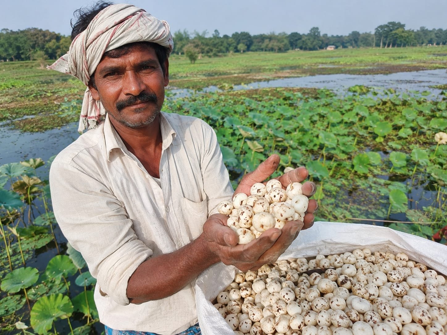 Foxnut (Makhana)